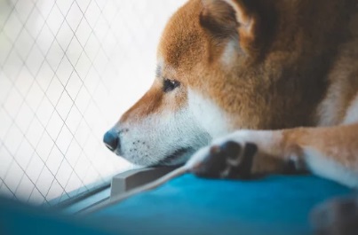 単身赴任寂しい